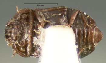 Media type: image;   Entomology 7375 Aspect: habitus ventral view